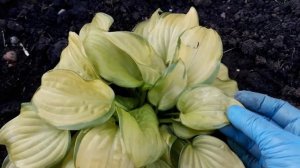 #StainedGlass #хостa #СтейндГласс /Хоста Стейнд Гласс(лат.hosta Stained Glass)( M).Особенности уход