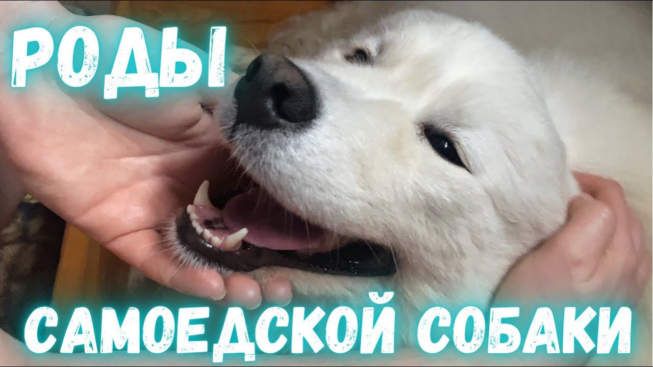 Роды самоедской собаки : сложные, многоплодные