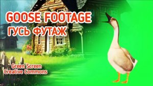 Гусь футаж на зелёном фоне. Хромакей анимация гусь green screen.