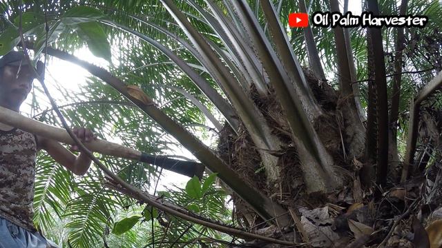 Harvesting Oil Palm Fresh Fruit Bunches In Asian || Palm Oil Indonesian Part 5