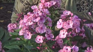 Флоксы: что надо сделать осенью