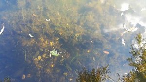 Идеально чистая вода. Смотреть на воду озера реки. Прозрачная вода