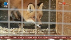 29.01.2020 В Южно-Сахалинске закрыли контактный зоопарк