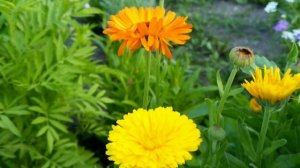 Календула. Цветы в моём саду. Сортовая календула.