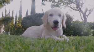 Есенин Дай, Джим, на счастье лапу мне. Собаке Качалова