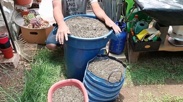 SUSTRATO SUCULENTO #suculentas saludables. смотреть онлайн