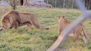 ❤️Лев и львица "нападают" на добычу. Симба и Нала. #animals #lions #львы