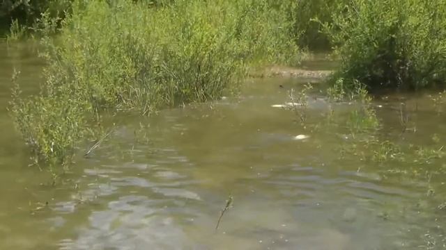 Рыбалка летом. Особенности летней рыбалки. смотреть онлайн