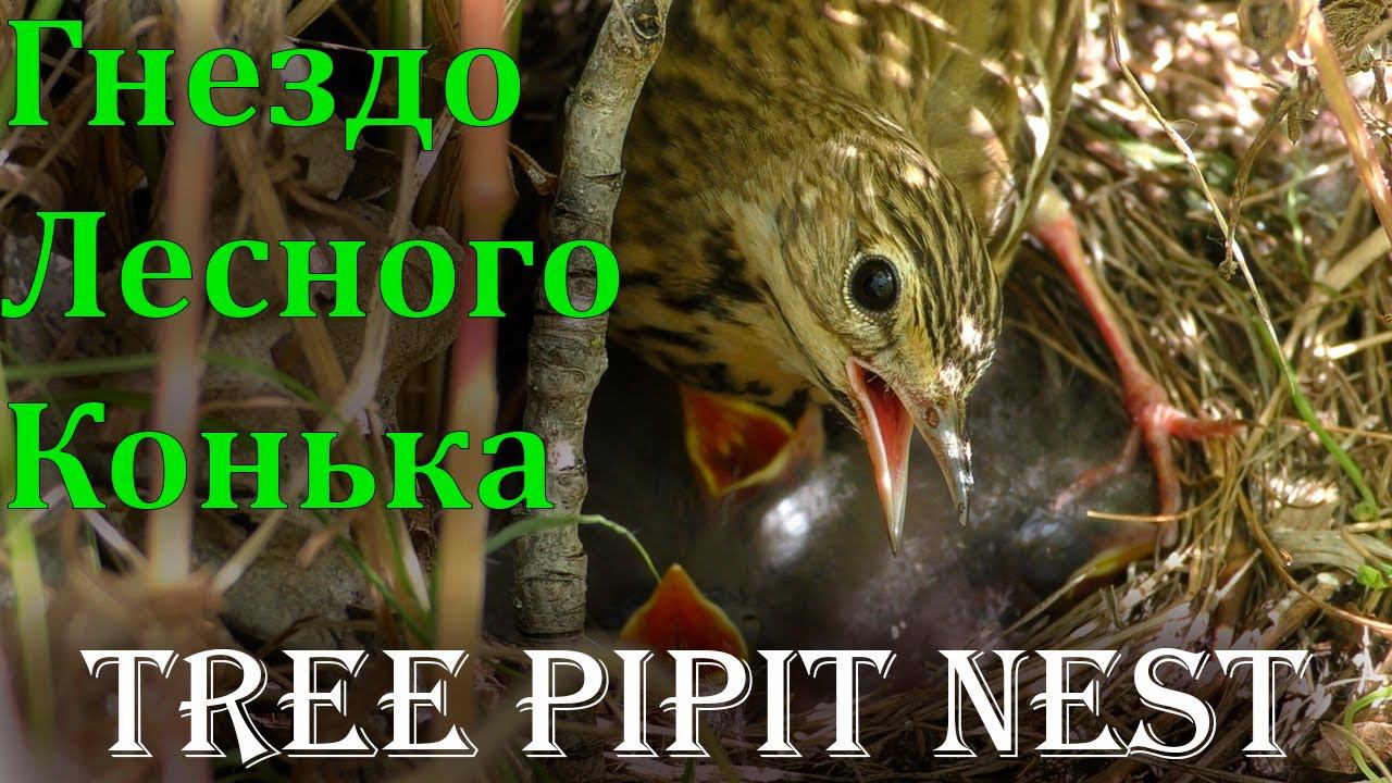 Лесной Конек кормит птенцов и отбивается от муравьев / Tree Pipit Nest смотреть онлайн