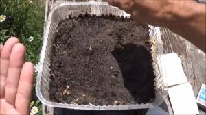 Лофант анисовый лекарственный медонос