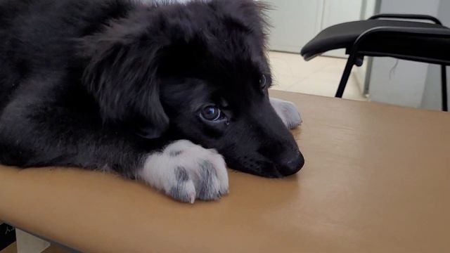 собачий нос и дыра в скамейке смотреть онлайн