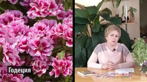 КАКИЕ ЦВЕТЫ ПОСЕЯТЬ В ОТКРЫТЫЙ ГРУНТ?