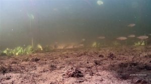 Плотва одним кадром. Подводные съёмки с прикормкой. Глубина 1 метр. Озеро Шейно.