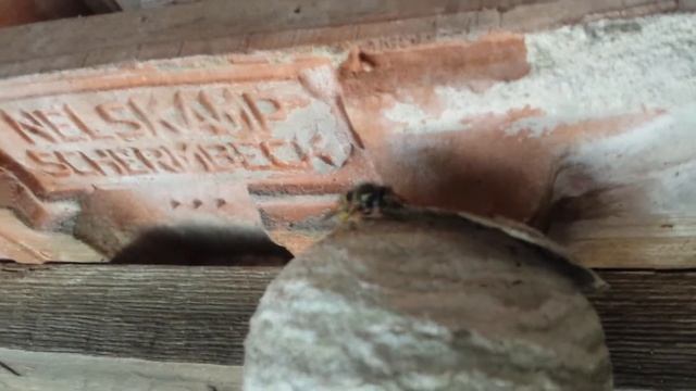 Осы строят домик в сарае. смотреть онлайн