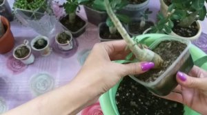 Суккуленты?Есть 2 новичка из хотелочек?Крассулы?Адениумы грунт?Пересадка?Замиокулькасы?Крестовник