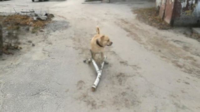 Майорский мастиф смотреть онлайн