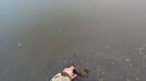 Стерлядка на р.Чулым