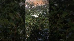 Росток чая. Чай (камелия китайская) не боится снега! Сбор семян