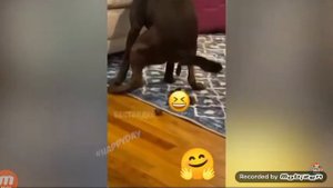 артём давай купим сабачку