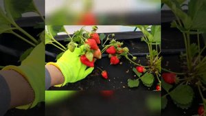 Клубника сорт Фавори