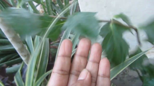 Year Round Flowering & Hanging Plant | Wedelia Plant смотреть онлайн