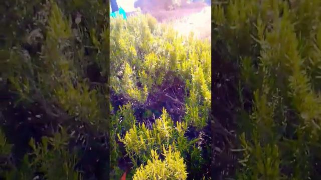 Где растет розмарин!?? смотреть онлайн