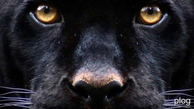 детям про животных смотреть онлайн