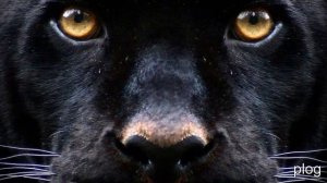 детям про животных