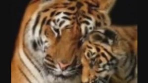 песня. маленький тигрёнок.