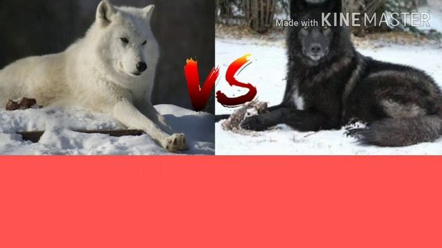 ПОЛЯРНЫЙ ВОЛК VS ЧЁРНОГО КАНАДСКОГО ВОЛКА