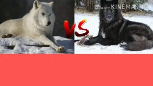 ПОЛЯРНЫЙ ВОЛК VS ЧЁРНОГО КАНАДСКОГО ВОЛКА
