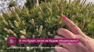 Прищипываем сосну горную. Обрезка Сосны. Ландволга. Ландшафт