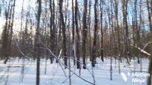 #182 история об охоте на куницу с лайкой в ночное время