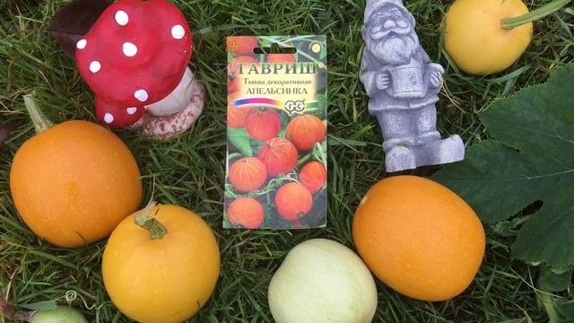 Закрытие дачного сезона/ Убираю последние тыквы / Тыква декоративная Апельсинка смотреть онлайн