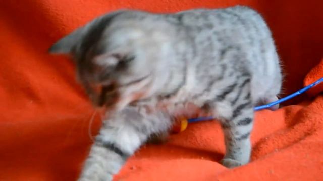 Купить шотландского котенка: котята для вас! Предлагаем пятнистых котят.