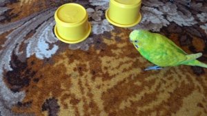 ДРЕССИРОВКА ВОЛНИСТОГО ПОПУГАЯ ▶️ КАК ДРЕССИРОВАТЬ ПОПУГАЯ / зеленый попугайчик TV