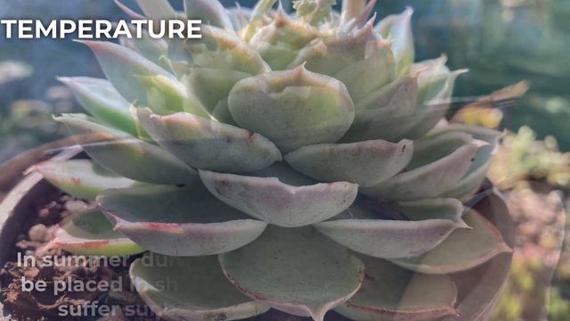 Echeveria simulans 'Laguna Sanchez' Care & Propagation смотреть онлайн