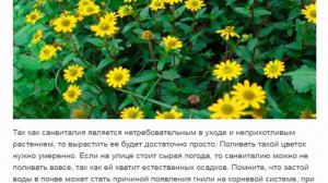 Санвиталия Красивые растения для дома и сада
