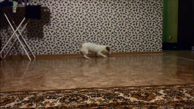 ДЖЕК РАССЕЛ ТАНЦЫ смотреть онлайн