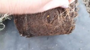 Лаванда сорт Хидкот (Hidcote), покупка, посадка.