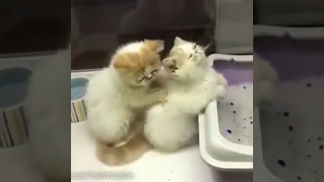 Котёнок делает массаж котёнку прикол смотреть онлайн