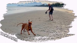 В Таиланд с собакой