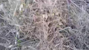 ОХОТА НА ФАЗАНА. ДЕЛАЮ ЛОВУШКУ ПИРАМИДУ!!!