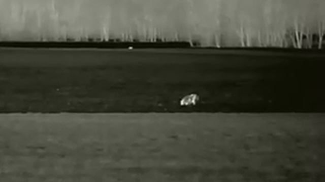 Infiray Saim SCT35 - divocaci3 смотреть онлайн