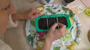 Домашнее видео. Посеяла душистый табак. Середина марта 2024 год.