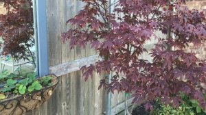 Can the Autumn Blaze Maple Tree Live up to it's Name?