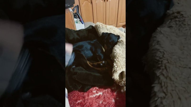 Канистра с бензином♂️