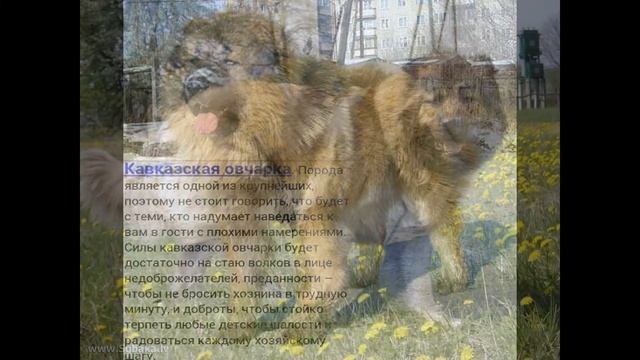 Сторожевые собаки: ТОП 5
