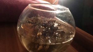 Иерихонская роза