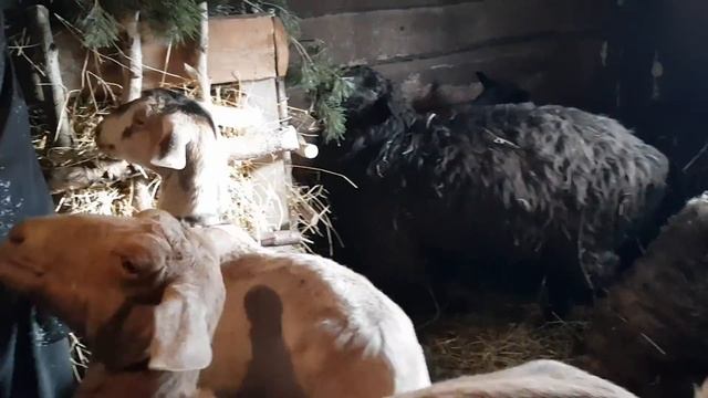 Экстремальная погода заставила нас научится накладывать гипс.Прогулка по заснеженному лесу и подаро смотреть онлайн